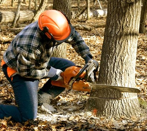 Tree Removal in Jonesville, TX